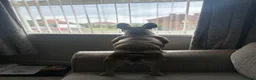 French Bulldog dogs for sale: Beautiful French bulldogs for sale  in Brighouse - Advert 5
