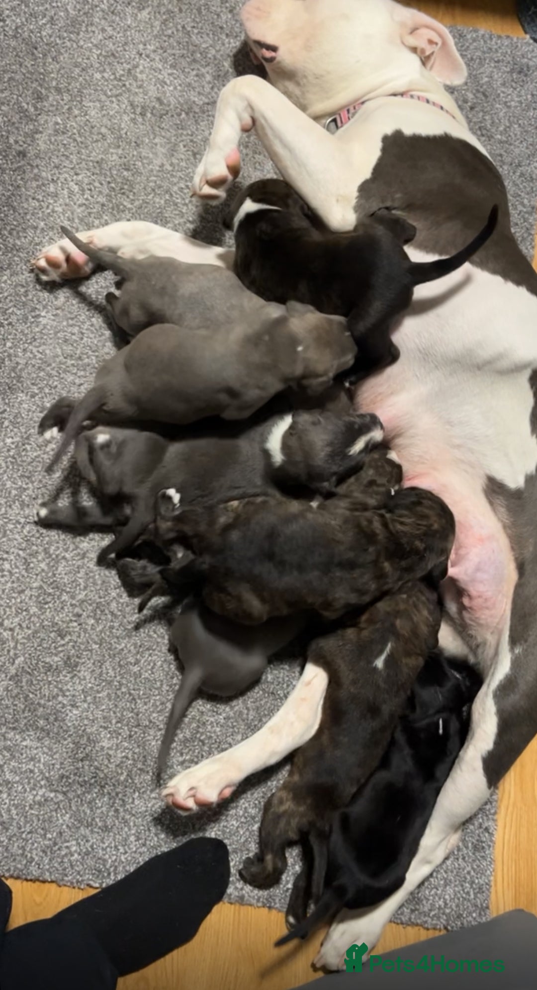 Mixed Breed dogs for sale: Dutch Shepard x American bulldog puppies  - Image 9