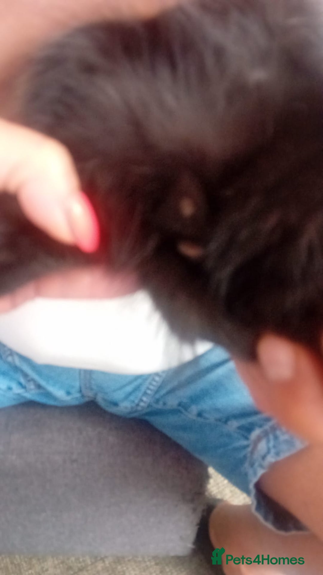 Mixed Breed cats for sale: 4 baby kittens for sale  - Image 3