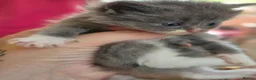 Mixed Breed cats for sale: Ragdoll persians in Sheffield - Advert 11