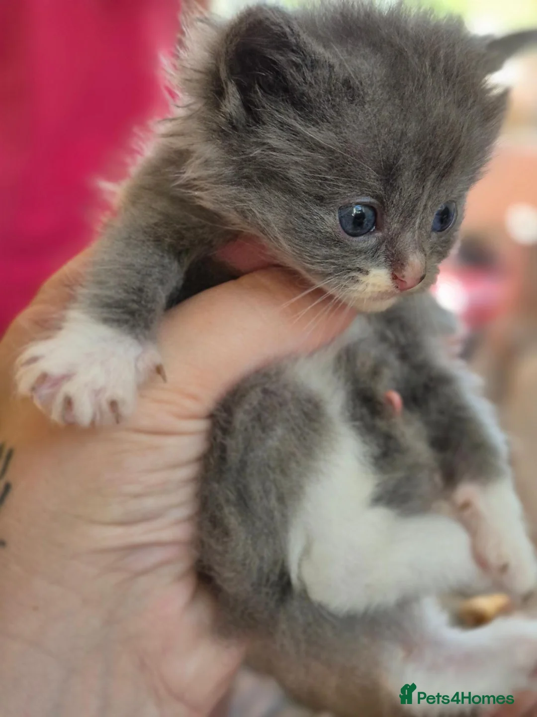 Mixed Breed cats for sale: Ragdoll persians in Sheffield - Advert 11