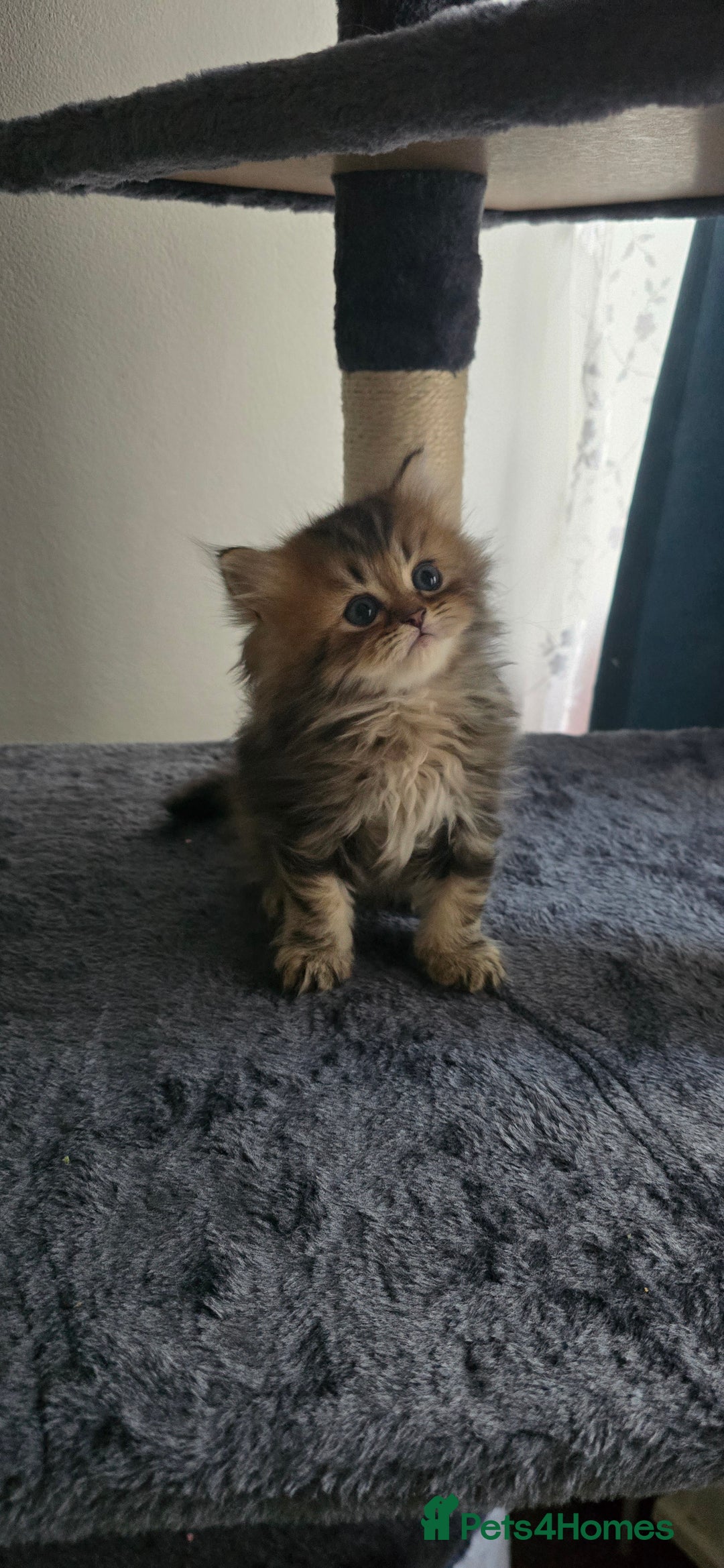 Persian cats for sale: Persian Kittens for Sale – Fluffy Bundles of Joy - Image 27