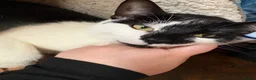 Mixed Breed cats for sale: Tuxedo cat in Gloucester - Advert 3