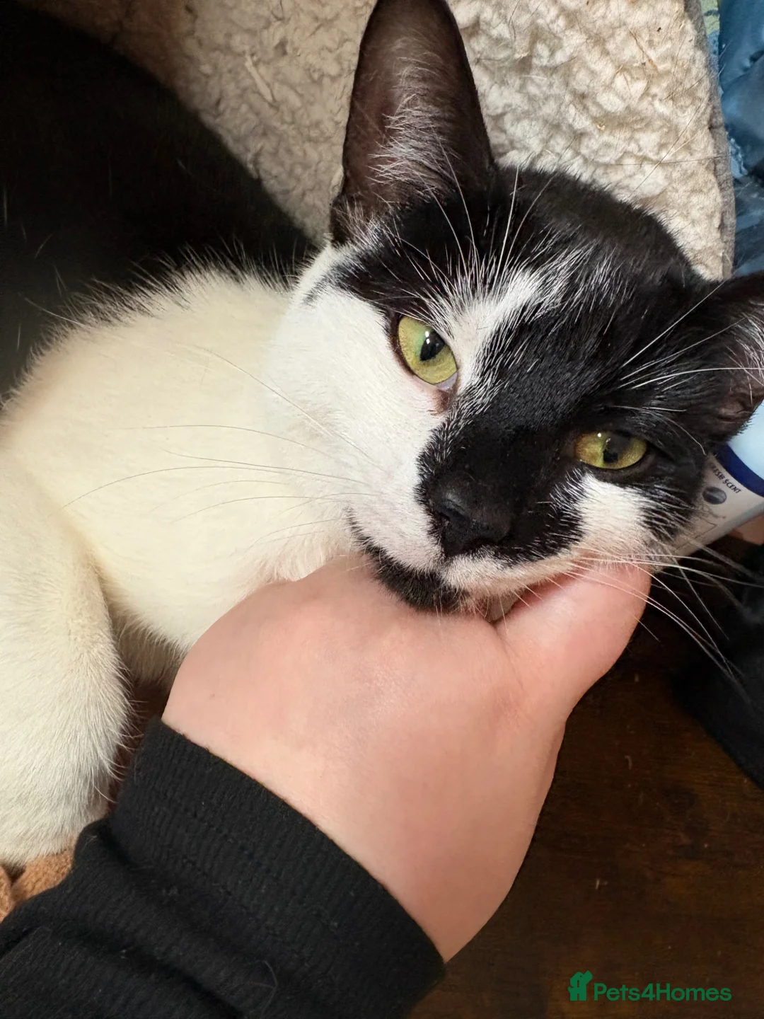 Mixed Breed cats for sale: Tuxedo cat in Gloucester - Advert 3