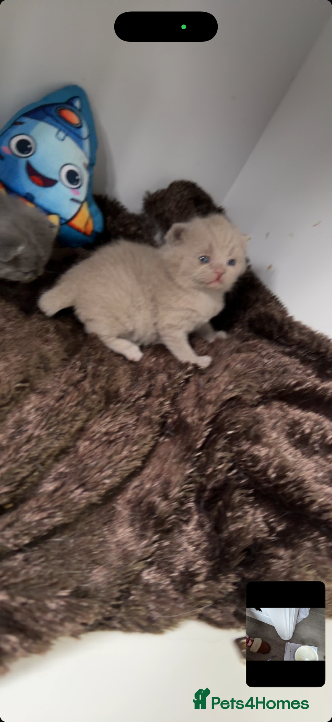 British Shorthair cats for sale: British short hair kittens  - Advert 17