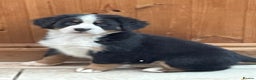 Bernese Mountain Dog dogs for sale: Boys and girls  - Advert 8