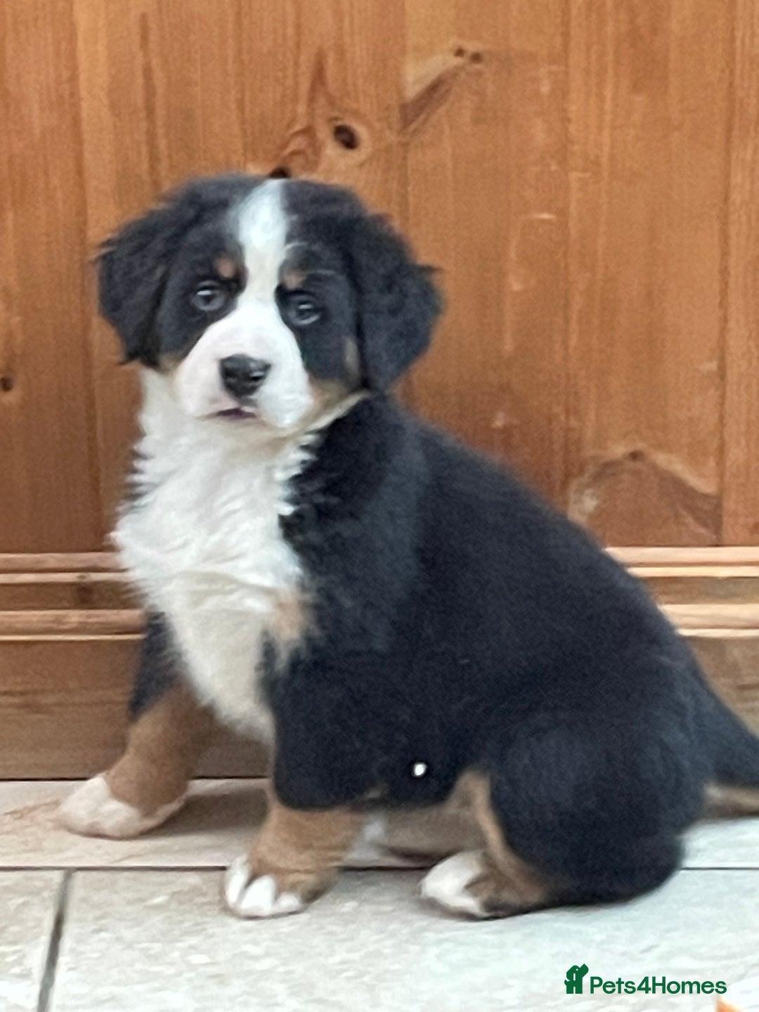 Bernese Mountain Dog dogs for sale: Boys and girls  - Advert 8