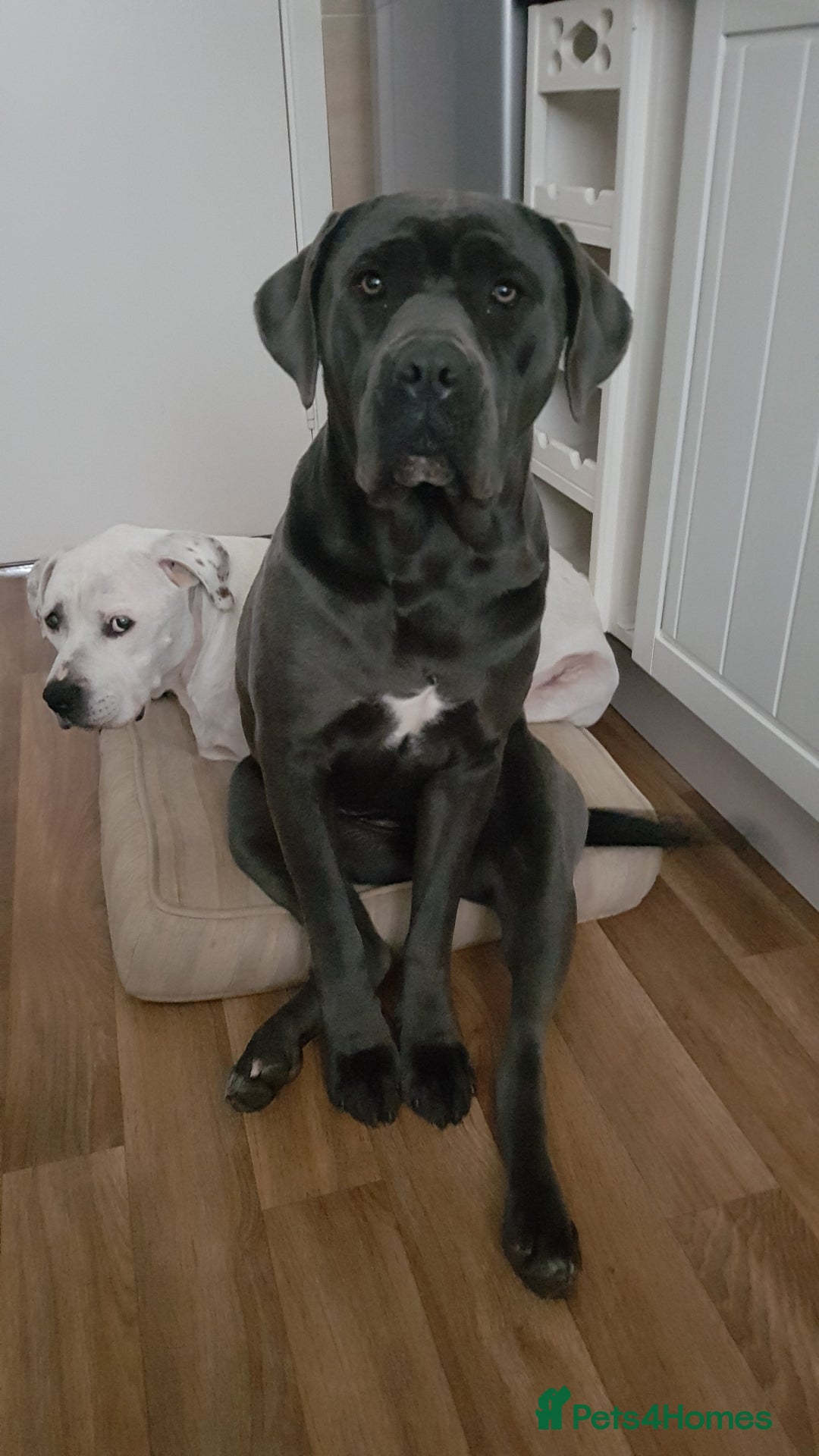 Cane Corso dogs for sale: Bella 11 month old female Cane Corso - Advert 7