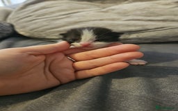 Mixed Breed cats for sale: Calico kittens  - Image 5