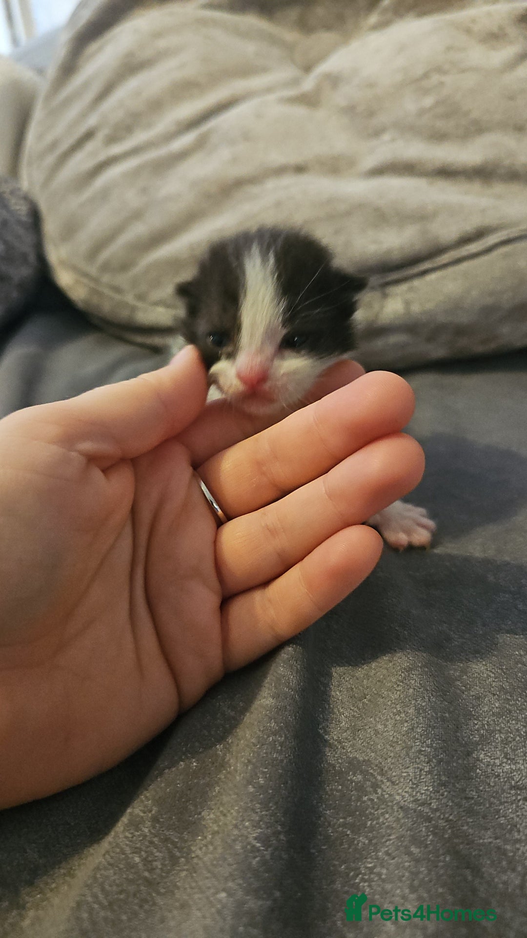 Mixed Breed cats for sale: Calico kittens  - Image 5