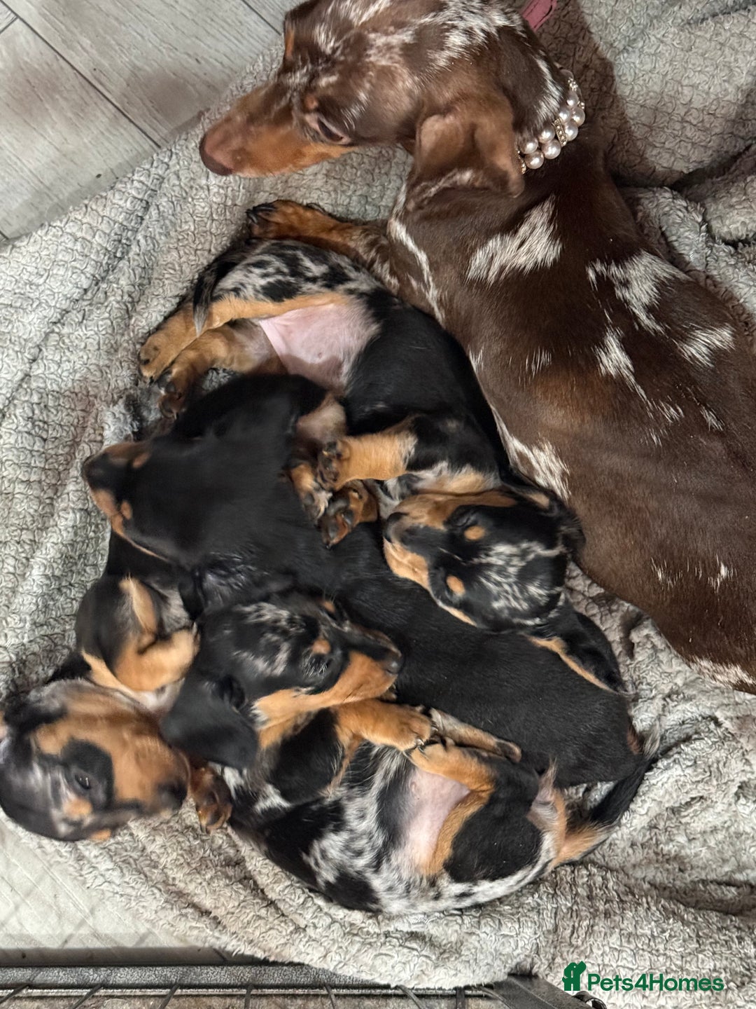 Miniature Dachshund dogs for sale: Beautiful mini dachshund  - Advert 1