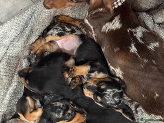 Miniature Dachshund dogs Beautiful mini dachshund - Advert 1