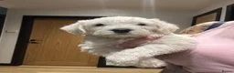 Mixed Breed dogs for sale:  Shnaupoochons 🐾  - Advert 6