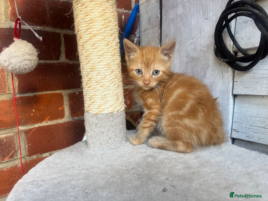 European cats for sale: Beautiful kittens  - Image 2
