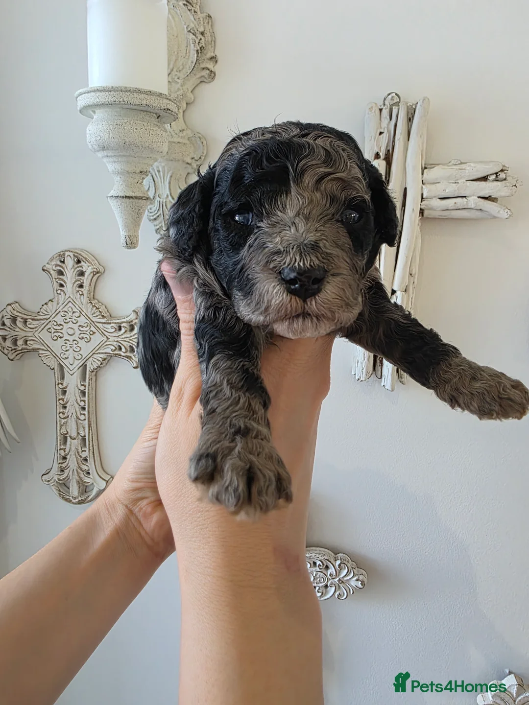 Cavapoo dogs for sale: Beautiful f1b cavapoo boys - Advert 4