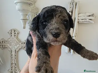 Cavapoo dogs Beautiful f1b cavapoo boys - Advert 2