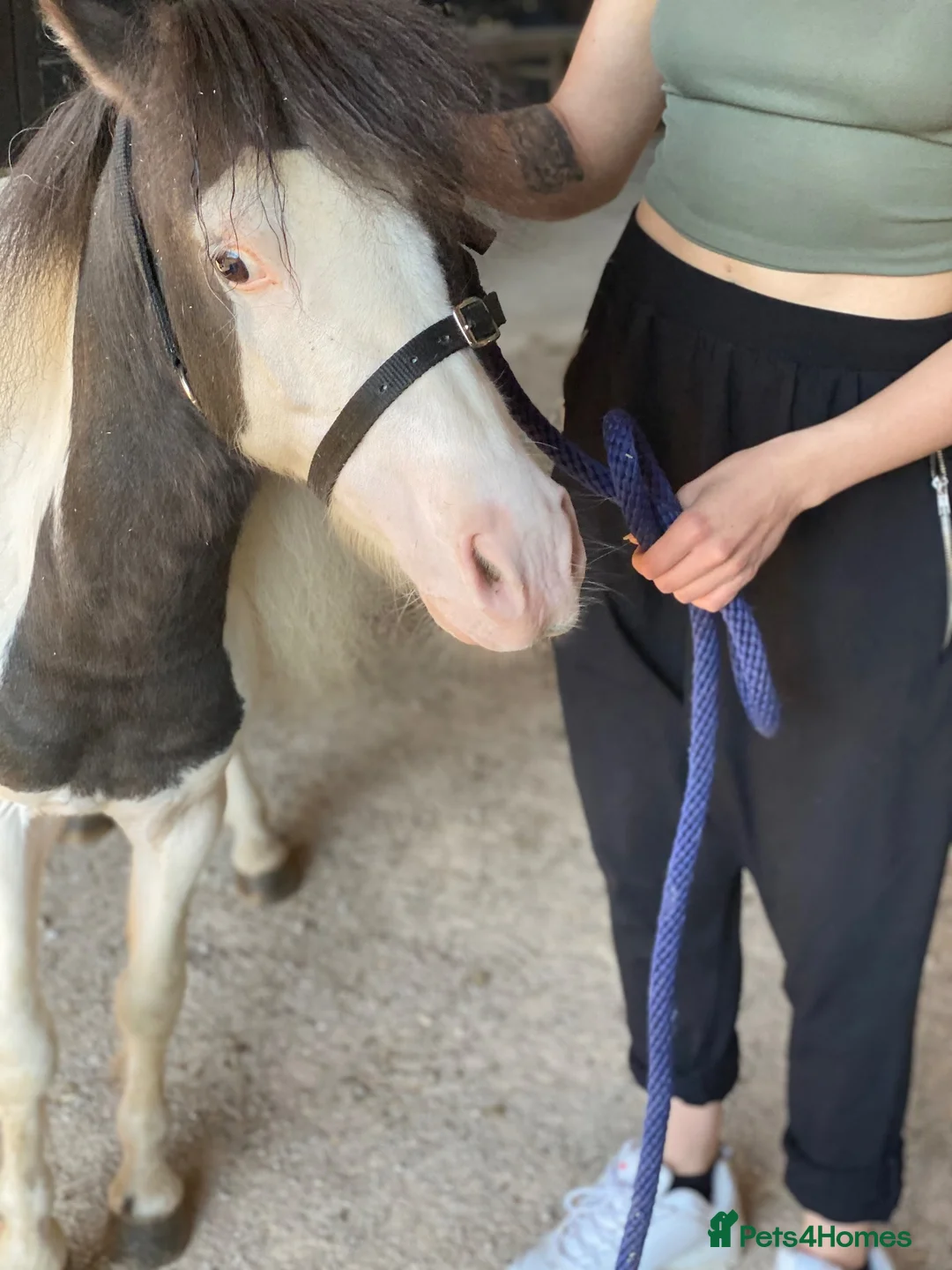 Miniature horses for sale: American miniature stallion  - Advert 3