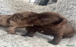 Mixed Breed dogs for sale: DAXIPOO PUPPIES  - Image 1