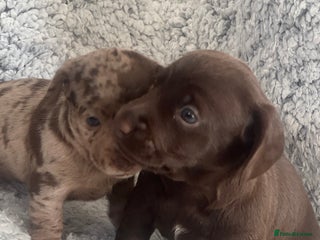 Mixed Breed dogs for sale - Advert 1