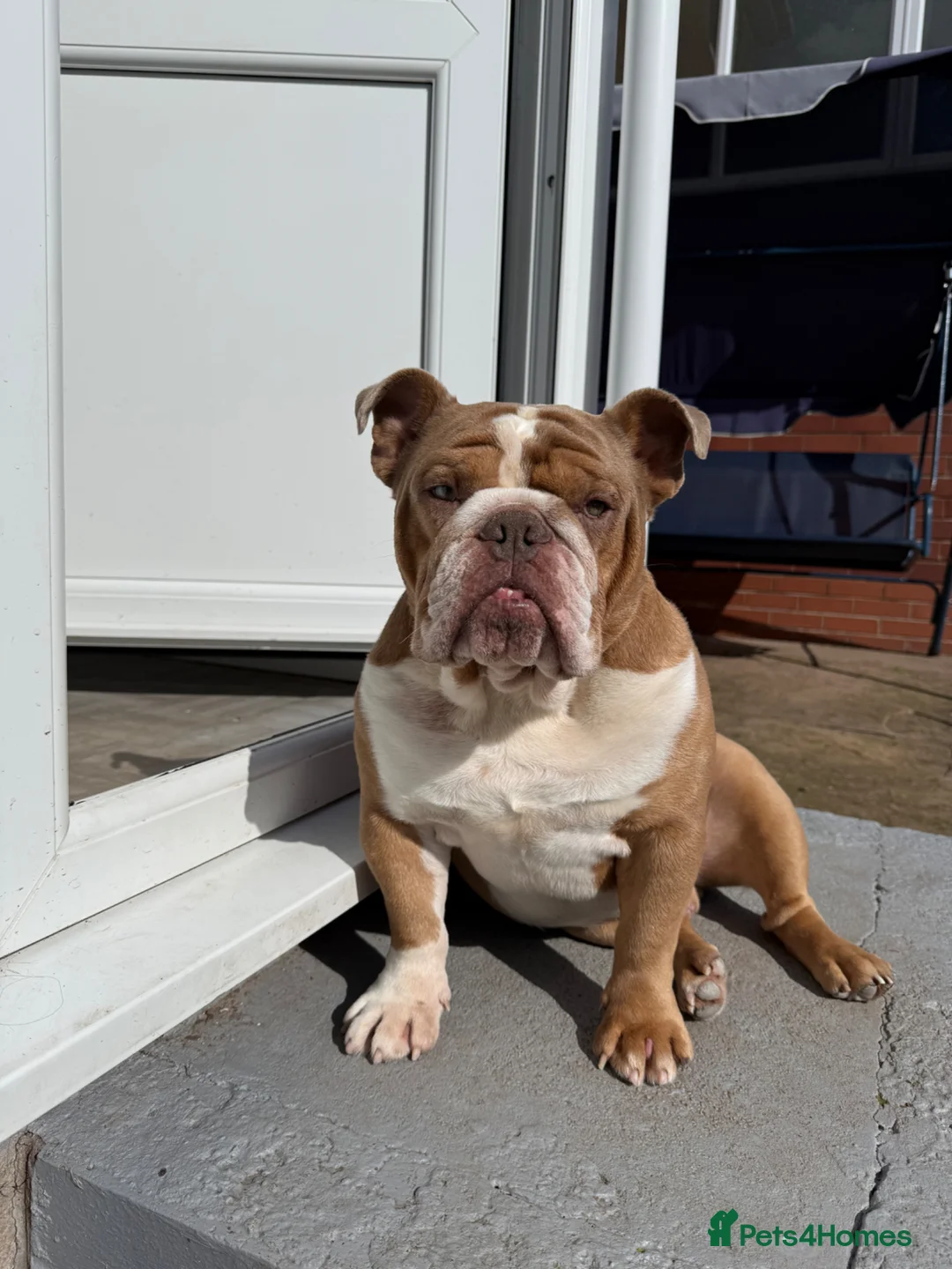English Bulldog dogs for sale: Three year old for rehome  - Advert 2
