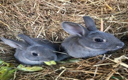 Rex rabbits for sale: Beautiful Pure Breed Velvet Mini Rex babies 🐰  - Image 2