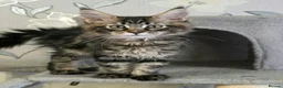 Maine Coon cats for sale: Tested SMA,PK,HCM,boy and girls.Maine Coon Kittens - Advert 14