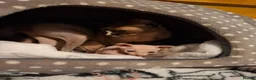 Sphynx cats for sale: Sphynx kittens - Advert 4