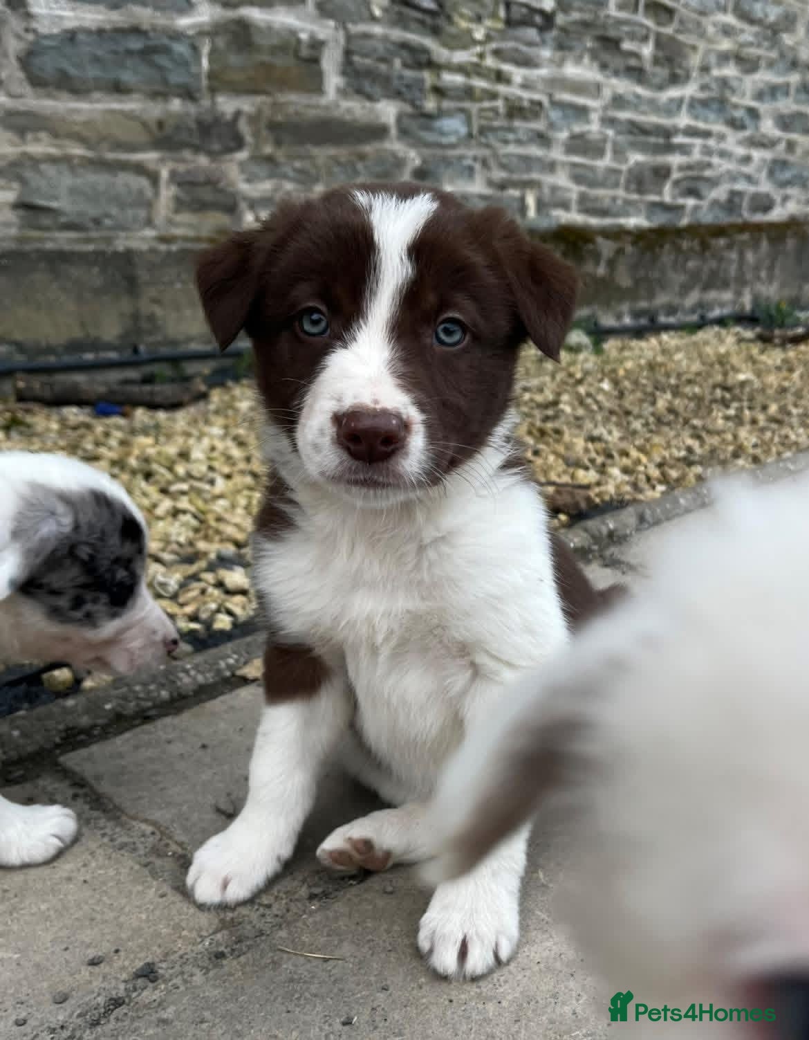 Border Collie dogs Beautiful Border Collie Puppies  - Advert 2