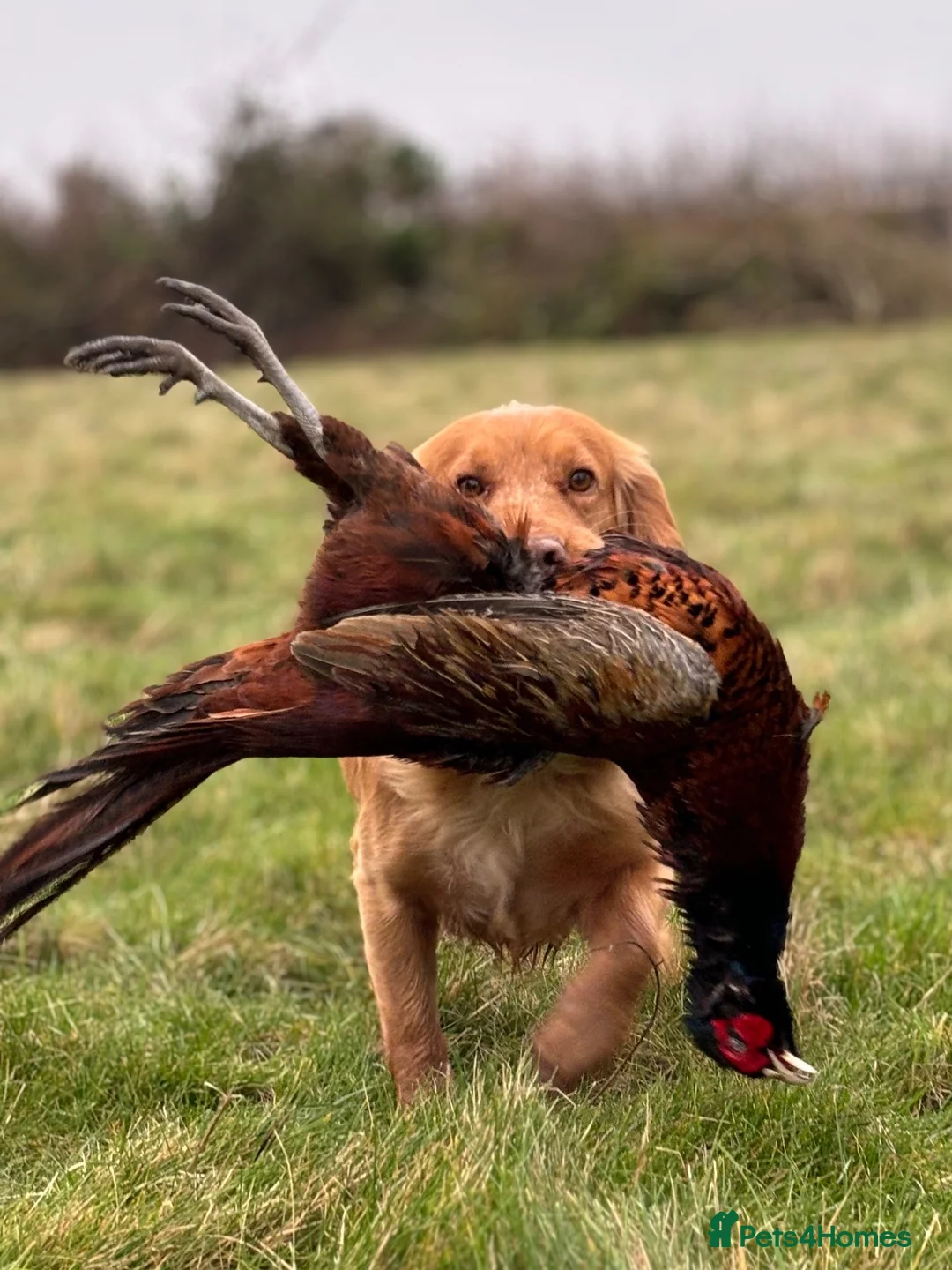 Cocker Spaniel dogs for stud: KCRegisteredHealthTestedStud- Salixjager of Silva  in Wallingford - Advert 2
