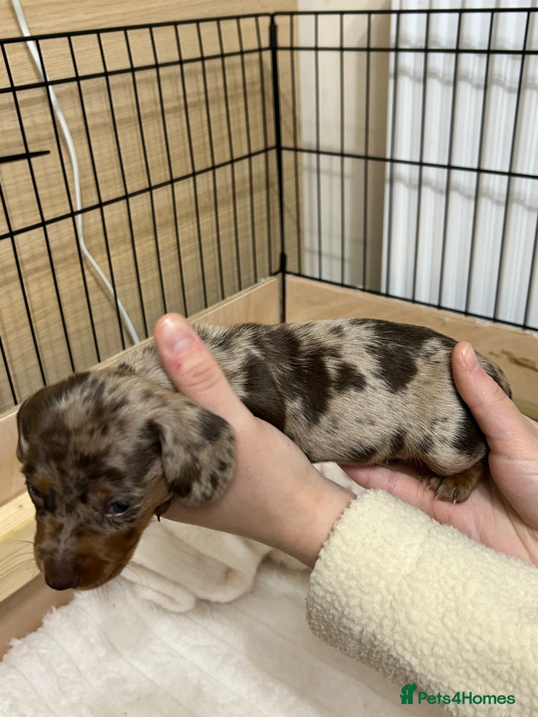 Miniature Dachshund dogs for sale: Miniature Dachshunds Ready 6th Feb  - Advert 14