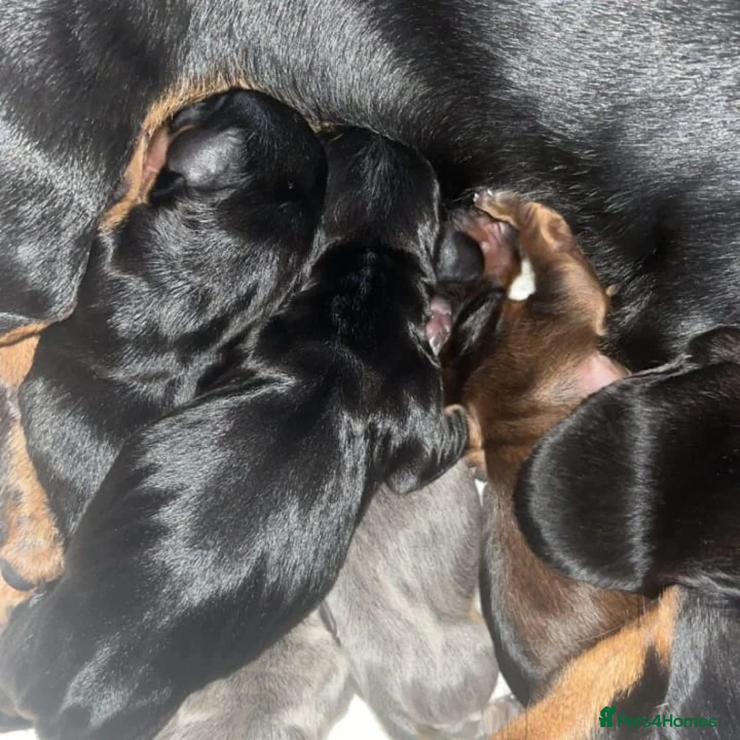 Miniature Dachshund dogs for stud: Richie proven and ready to stud. in Liverpool - Advert 20