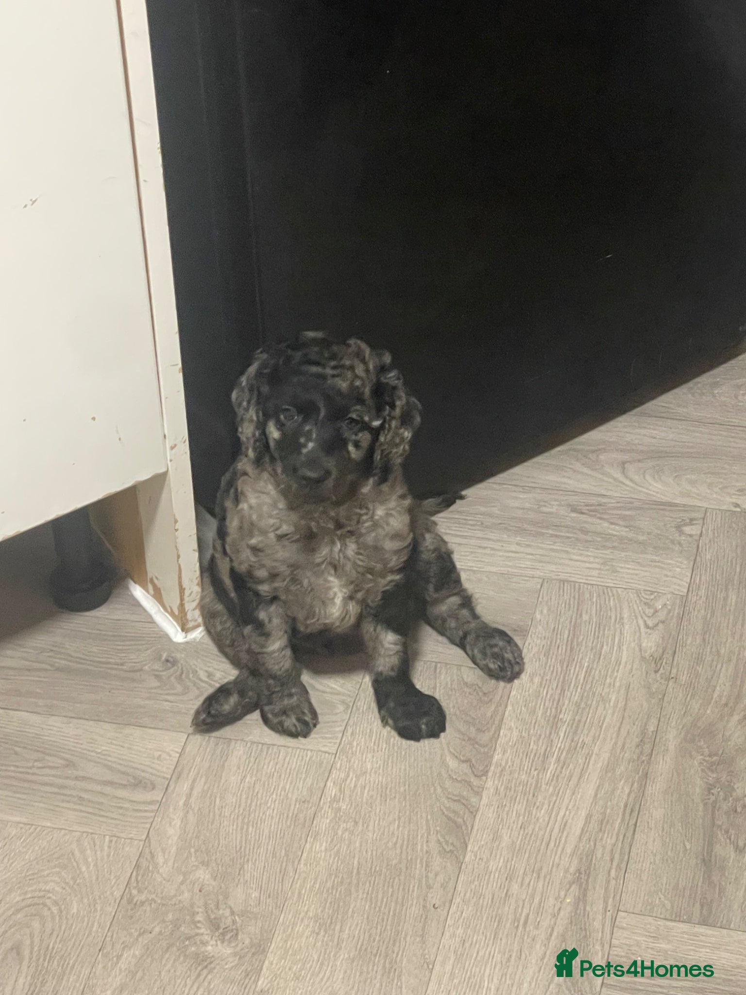 Australian Labradoodle dogs stunning miniature Labradoodle  - Advert 9