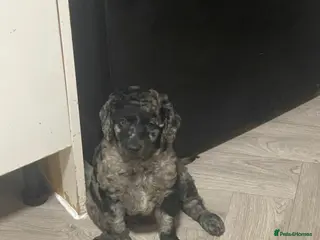 Australian Labradoodle dogs stunning miniature Labradoodle - Advert 5