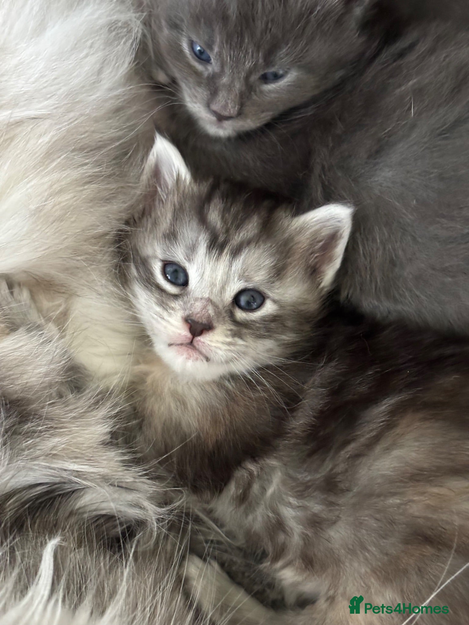 Maine Coon cats 🩷Beautiful Pedigree TICA Registered Maine Coons🩷 - Advert 11