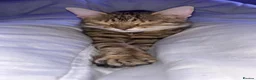 Mixed Breed cats for sale: Female mixed Bengal cat  - Advert 7
