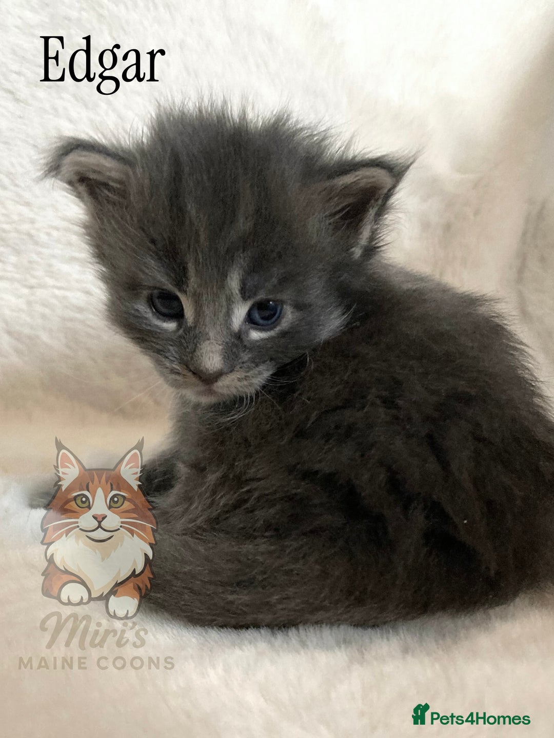 Maine Coon cats for sale: GCCF Blue Torbie Maine Coon Kittens - 3 girls - Advert 7