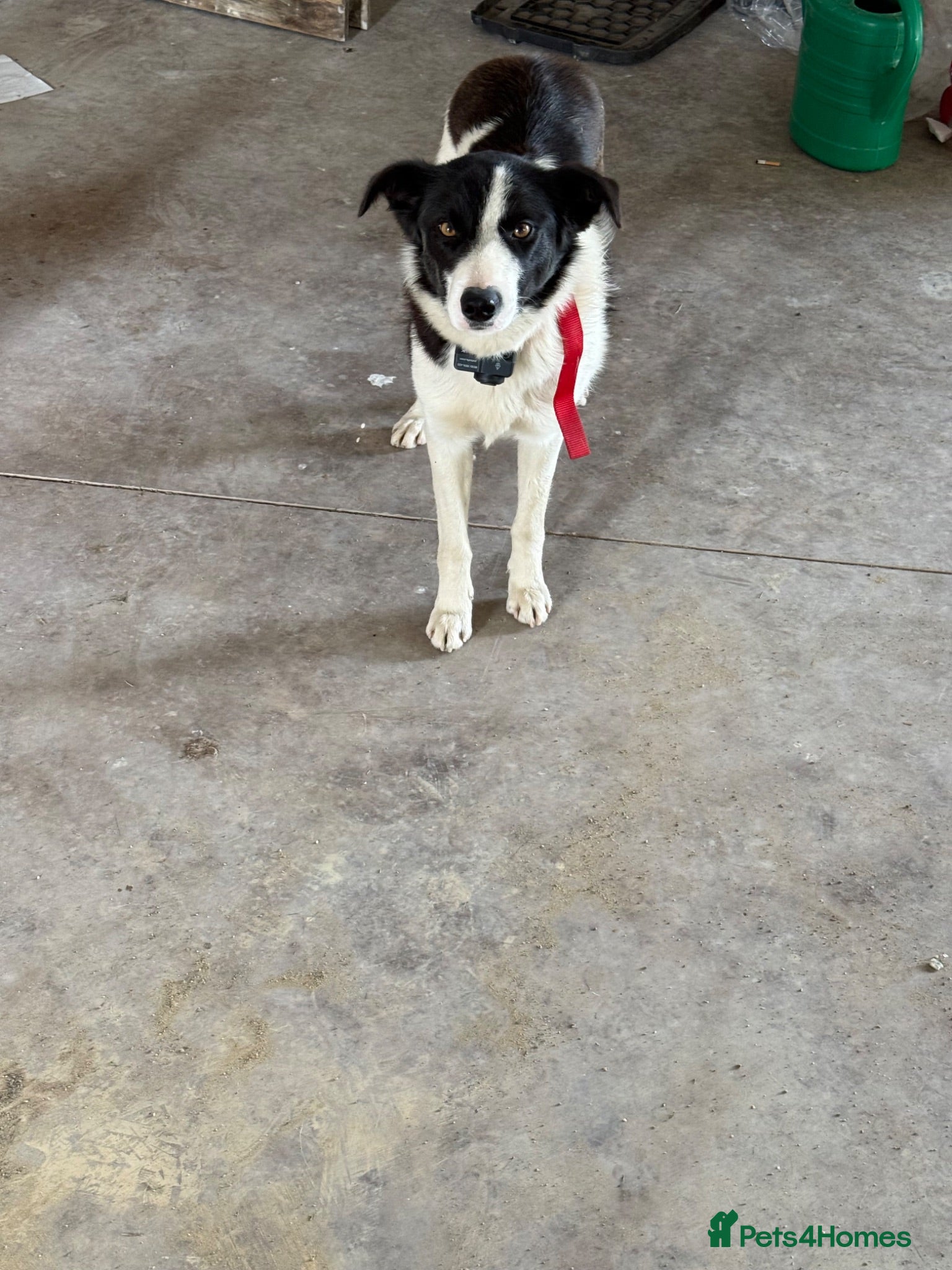 Border Collie dogs Collie  - Advert 17