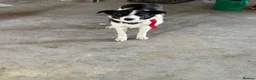 Border Collie dogs for sale: Collie  in Omagh - Advert 1