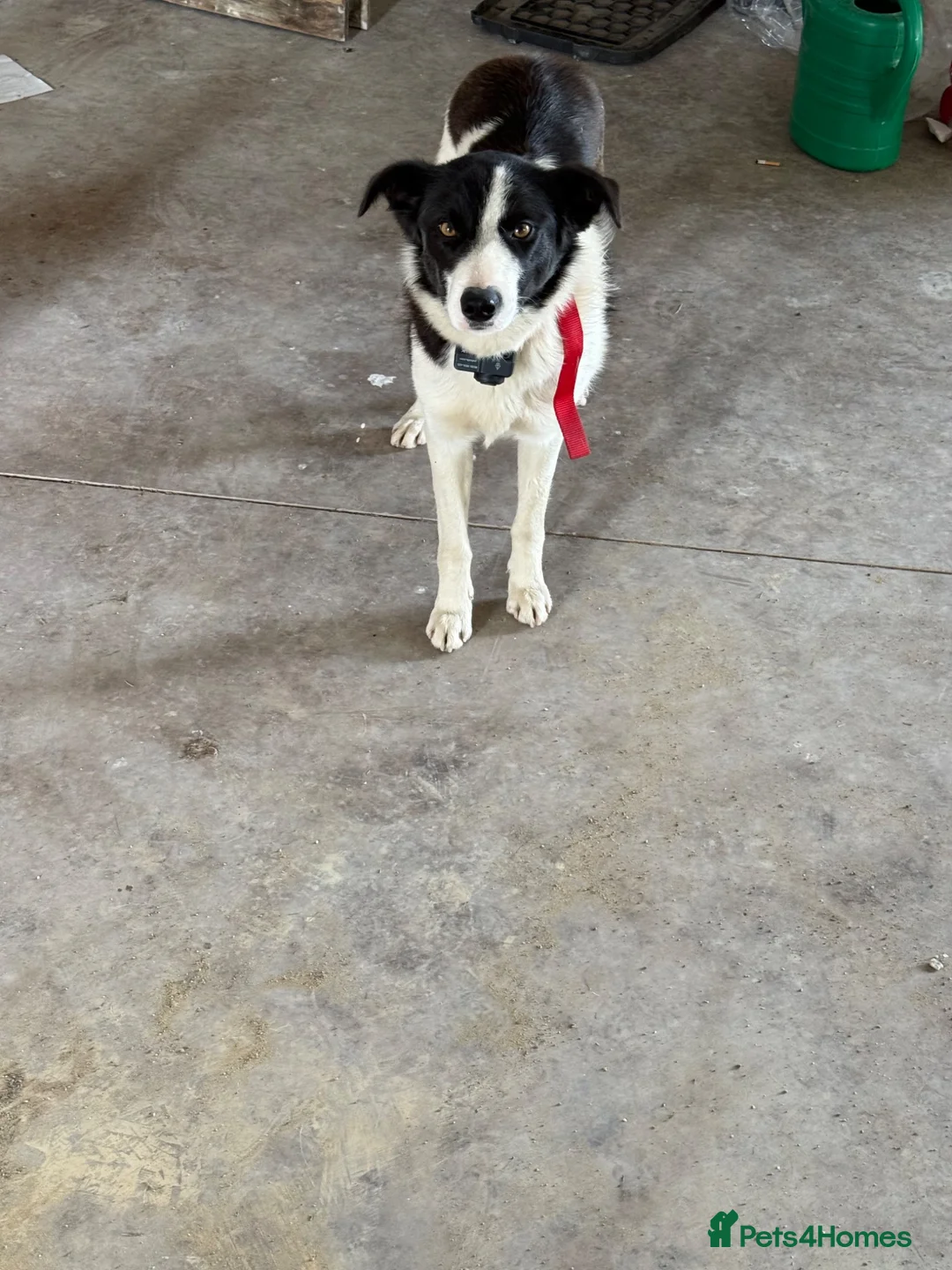 Border Collie dogs for sale: Collie  in Omagh - Advert 1