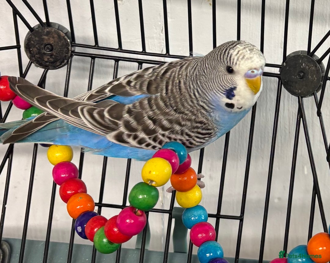 Budgerigars birds for sale: 2 baby budgies and stunning cage  - Image 9