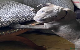 Staffordshire Bull Terrier dogs for sale: 🐾Reduced♥️World Famous Samtan Dozer & C in Swansea - Image 23