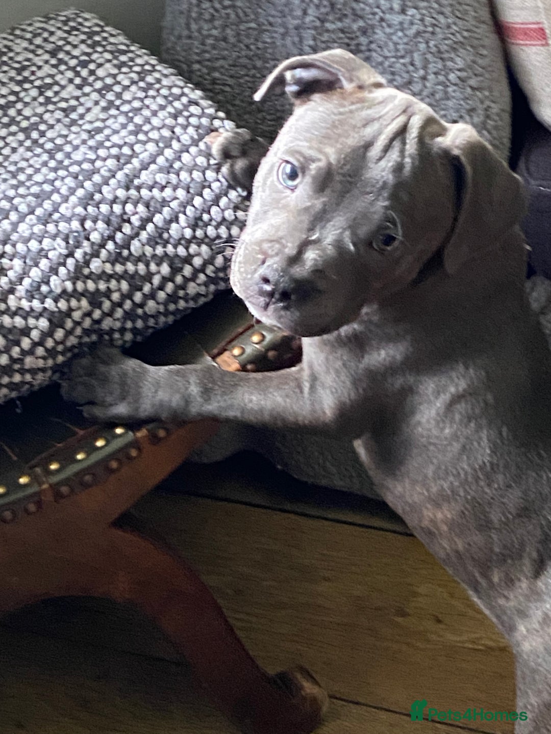 Staffordshire Bull Terrier dogs for sale: 🐾Reduced♥️World Famous Samtan Dozer & C in Swansea - Image 23