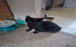 Bombay cats for sale: Two kittens, ginger(male) and black ( female) - Image 5
