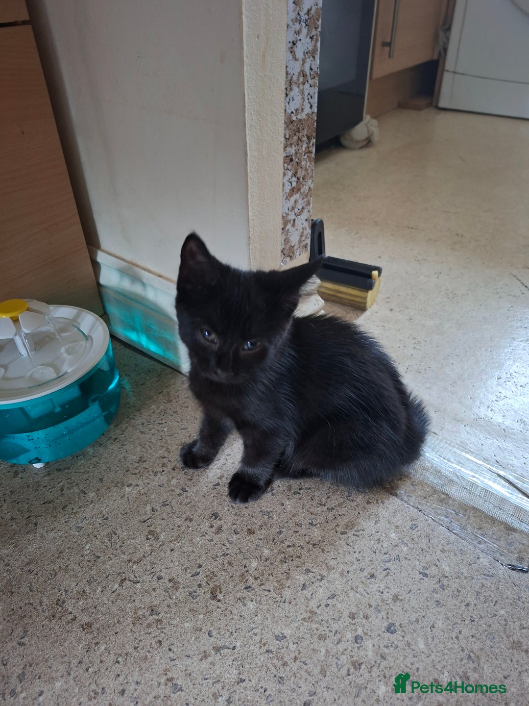 Bombay cats for sale: Two kittens, ginger(male) and black ( female) - Image 5