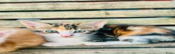 Mixed Breed cats for sale: Mixed breed kittens - Advert 6