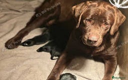 Labrador Retriever dogs for sale: Chunky show type Black Ladrador Puppies - Image 12
