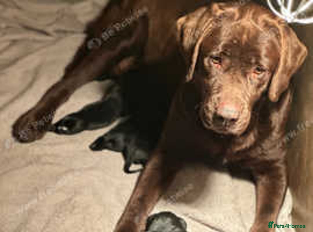Labrador Retriever dogs for sale: Chunky show type Black Ladrador Puppies - Image 12
