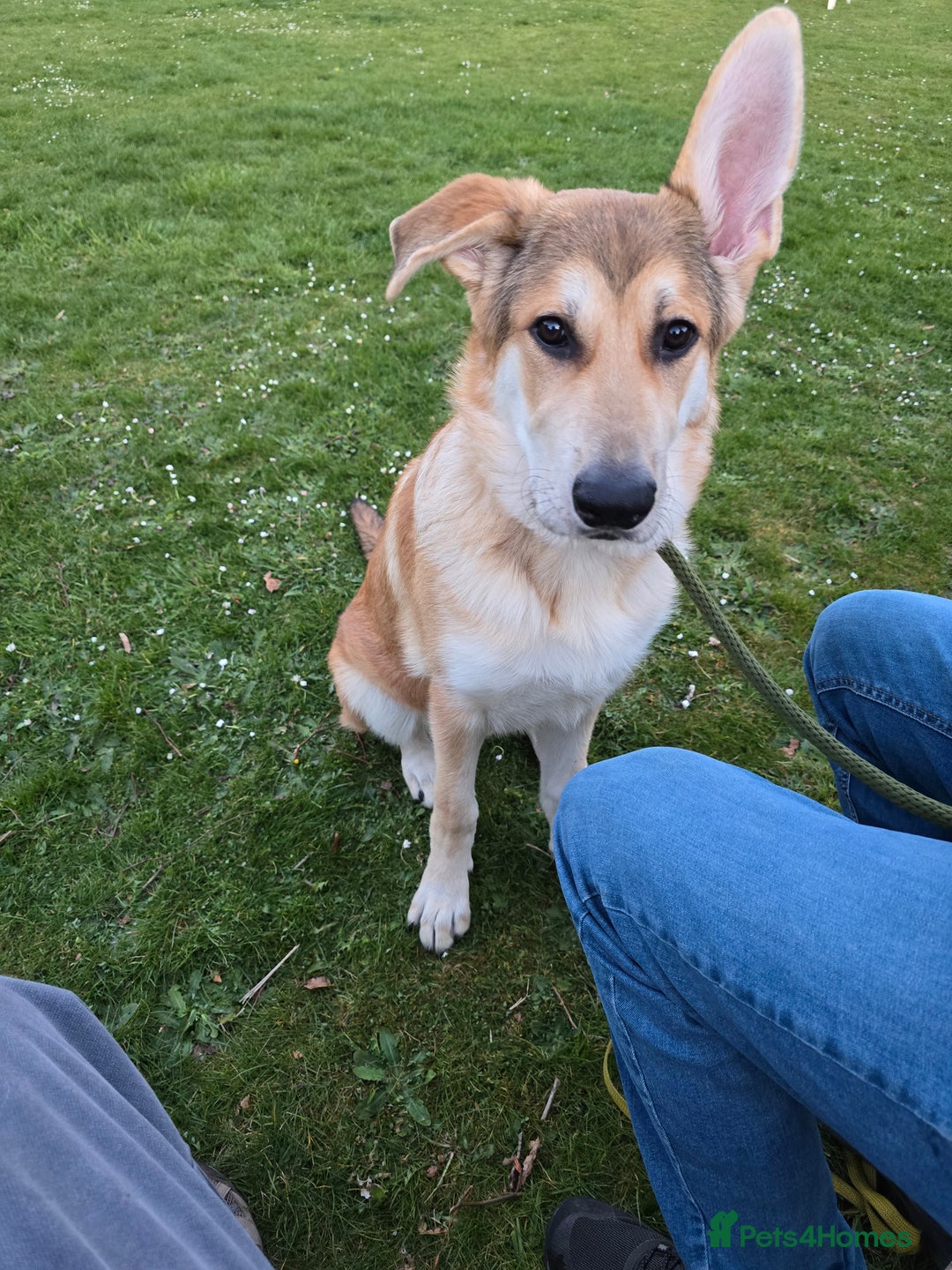 German Shepherd dogs for sale: Rehoming  gorgeous boy due to no fault of his own - Image 4