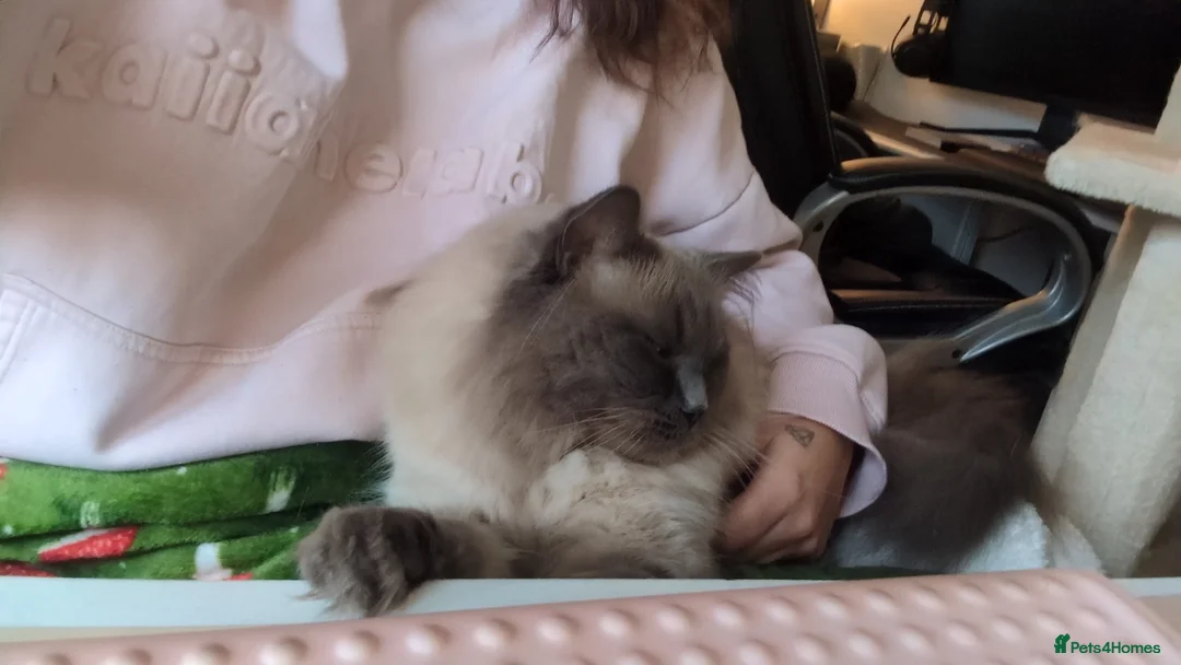 Ragdoll cats for sale: Ragdoll Male for Sale  - Advert 4