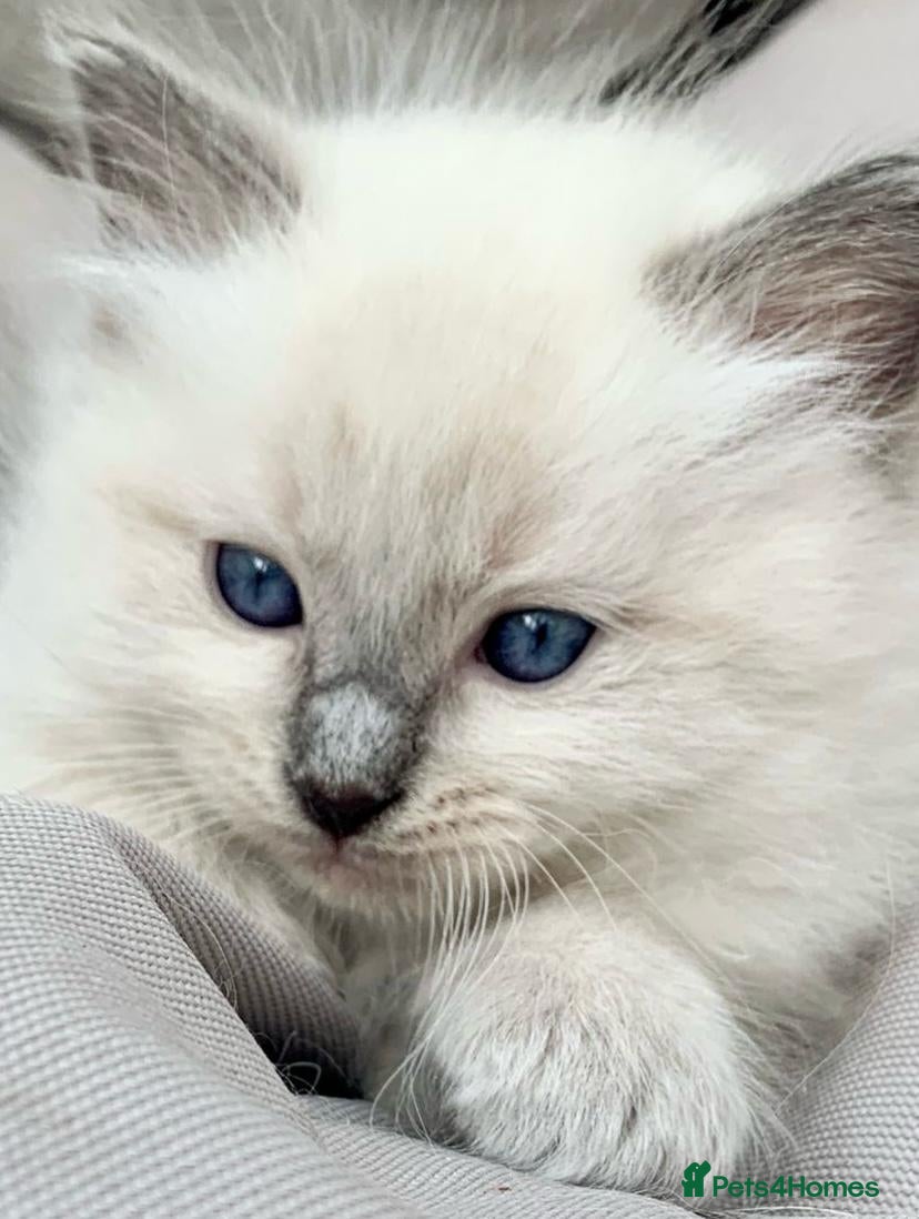 Ragdoll cats Ragdoll kittens viewings welcome ready 22nd sep - Advert 1